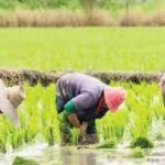 Rice farmers in Kaduna lament more concerning security concerns