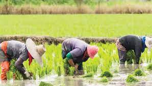 Rice farmers in Kaduna lament more concerning security concerns